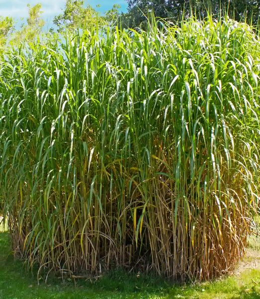 Miscanthus giganteus
